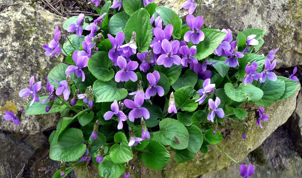 violet spring harbinger of spring free photo
