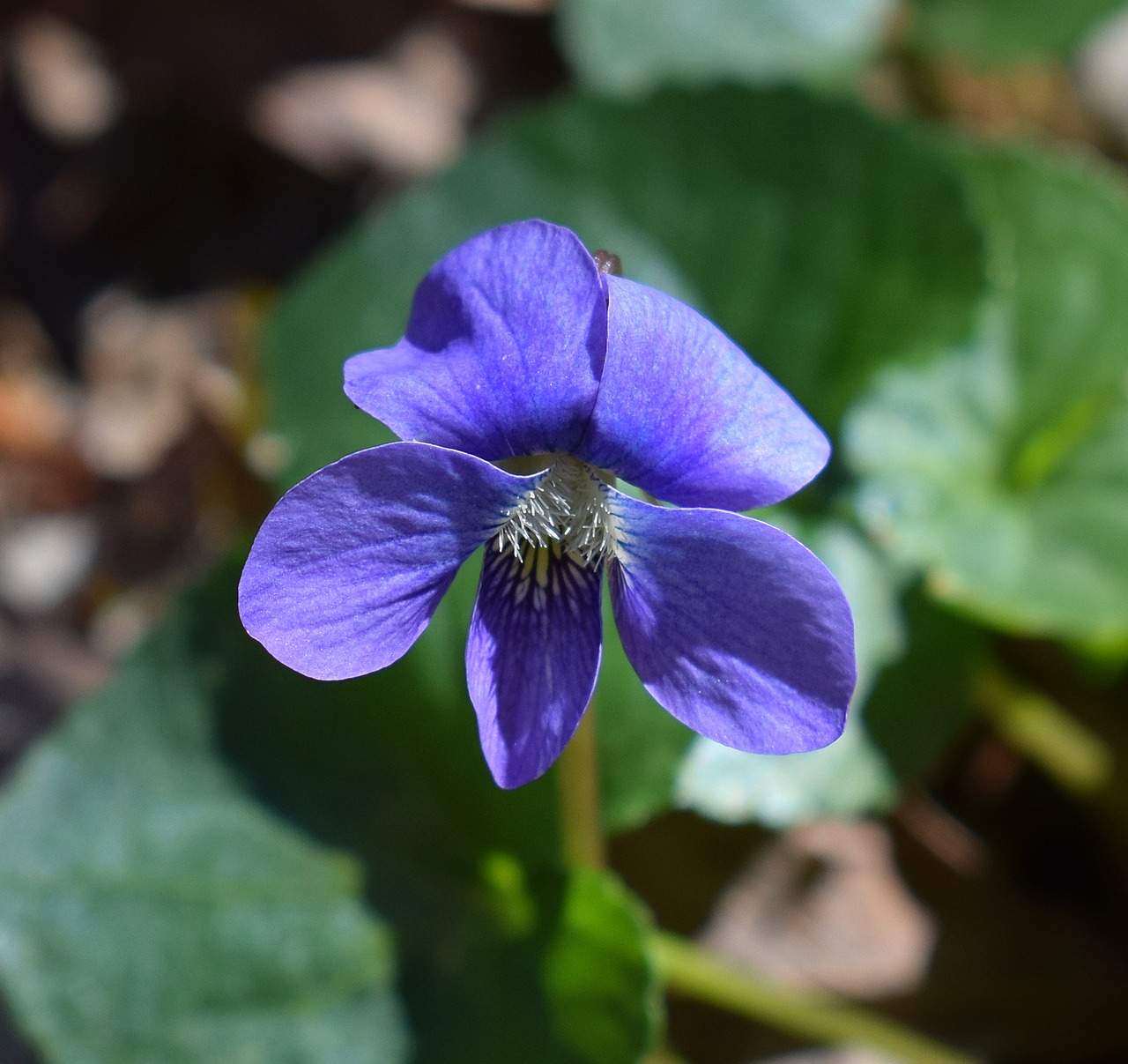 violet close-up wildflower free photo