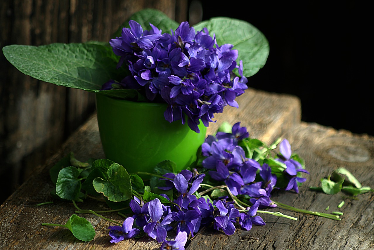 violet still life spring flowers free photo