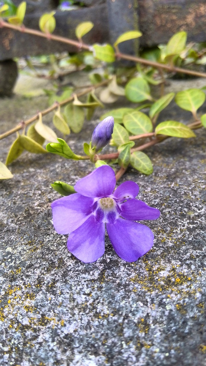 violet muret creepy free photo