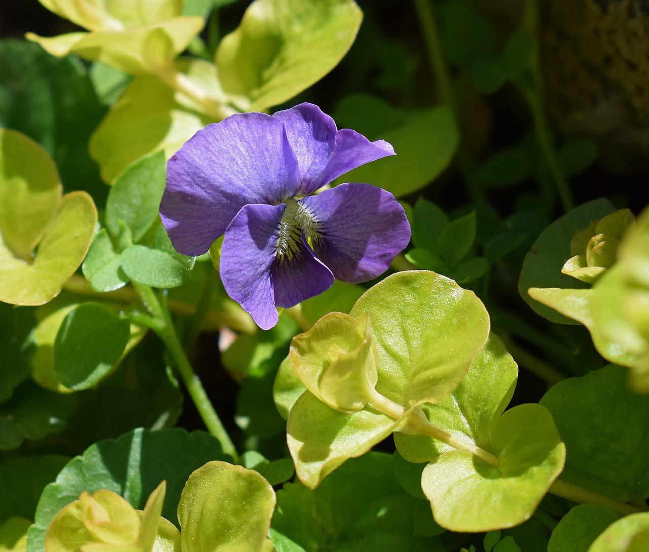 violet moneywort wildflower free photo