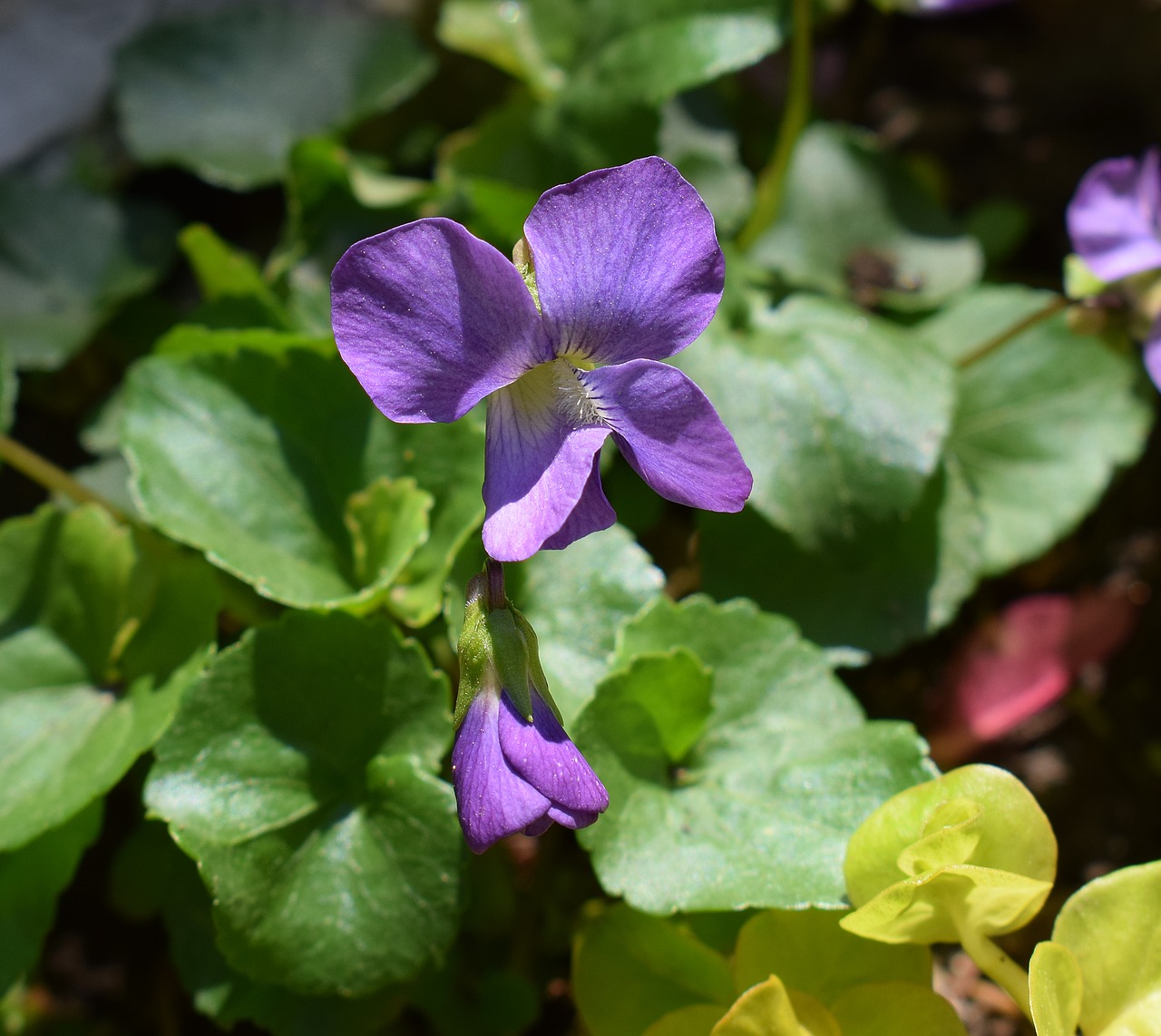 violet moneywort wildflower free photo
