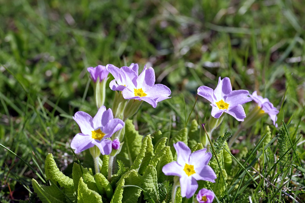 violet blue flower free photo