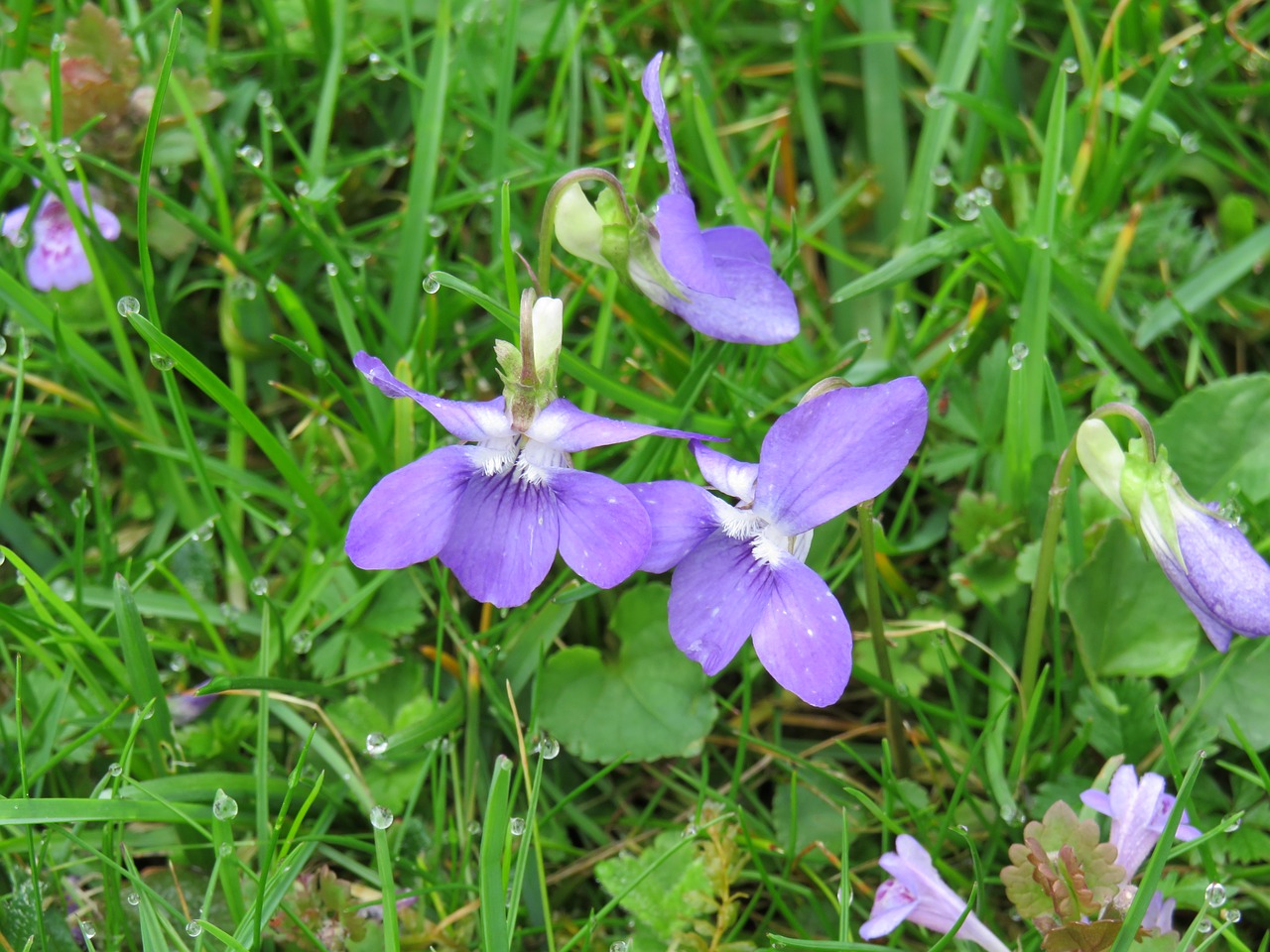 violet purple spring free photo