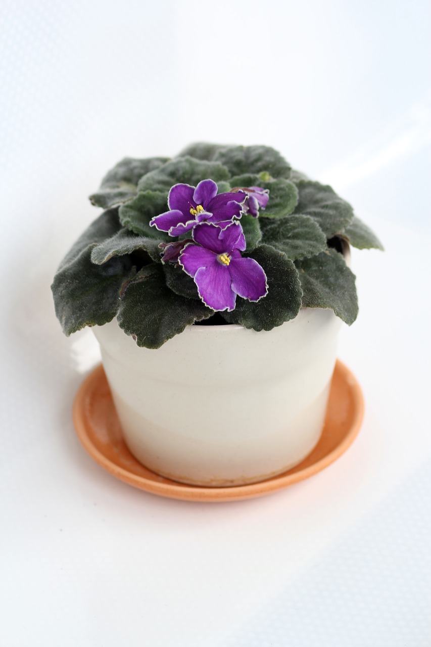 violet in a pot indoor plant free photo
