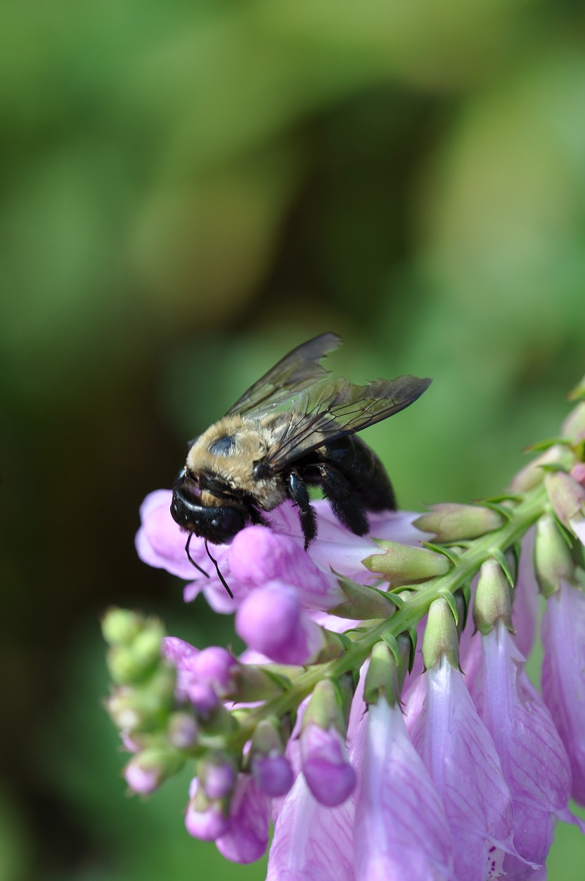 violet bee flower free photo