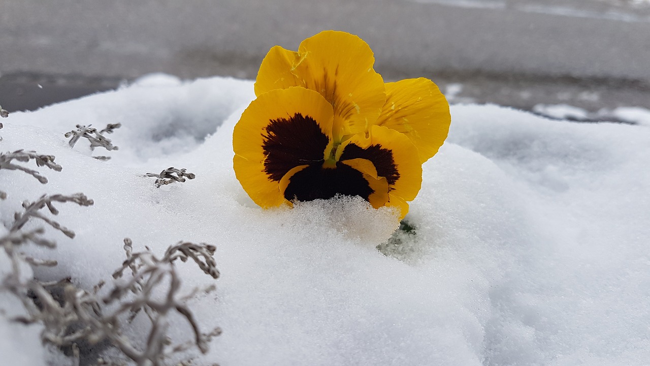 violet snow altaussee free photo