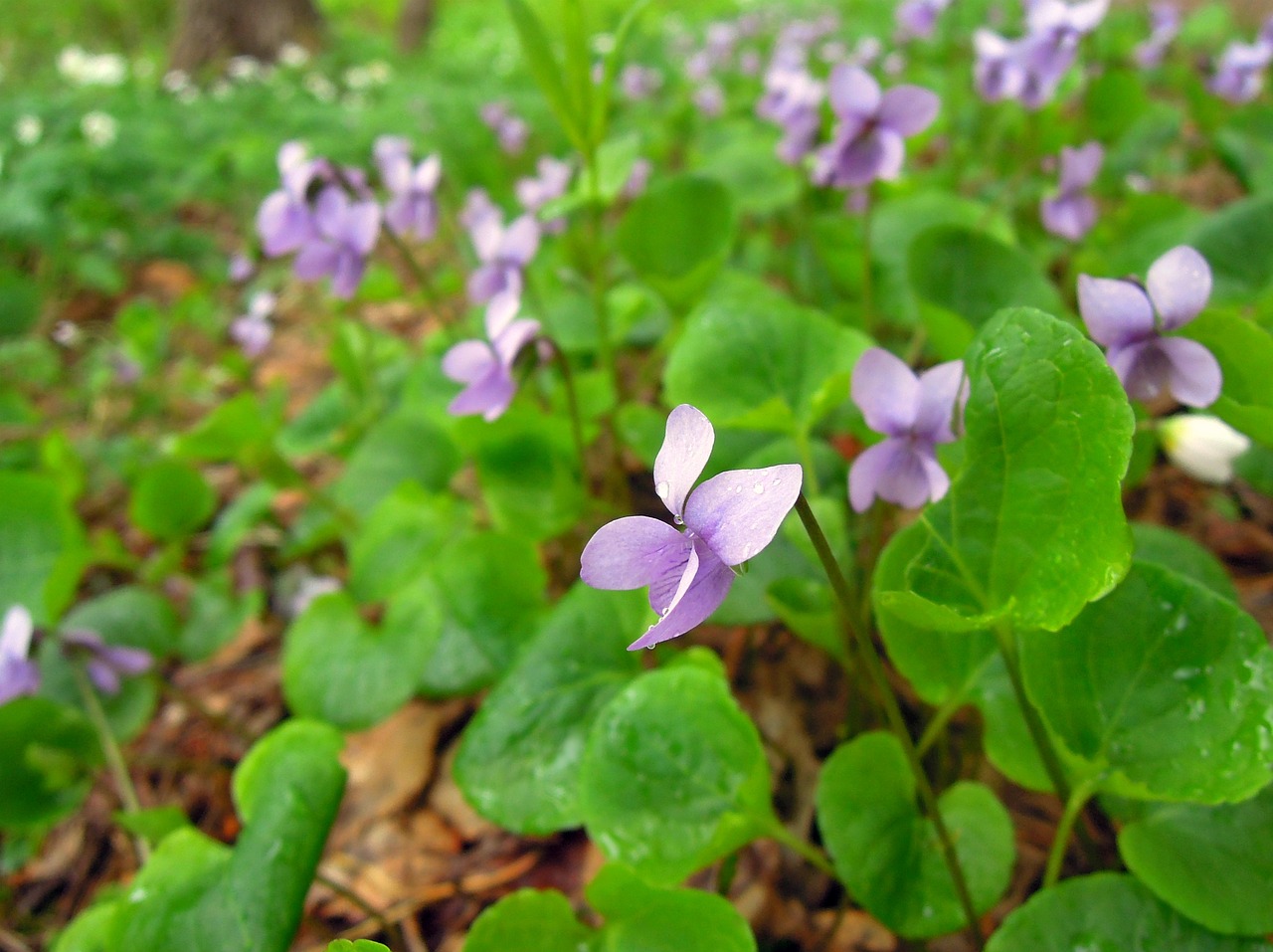 violet viola purple free photo