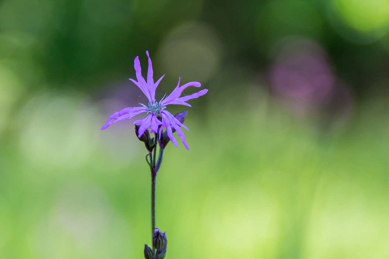 violet flower wildflower free photo