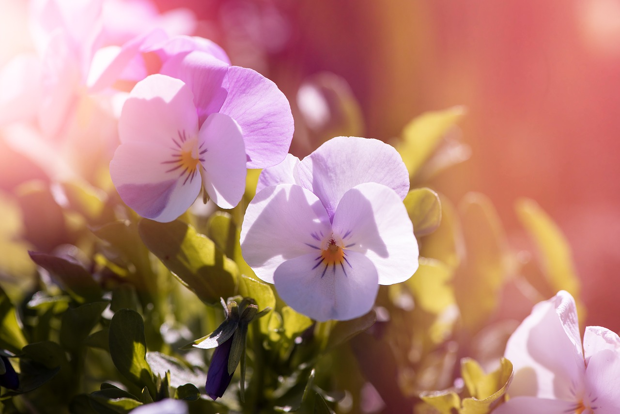 violet pansy garden pansy free photo