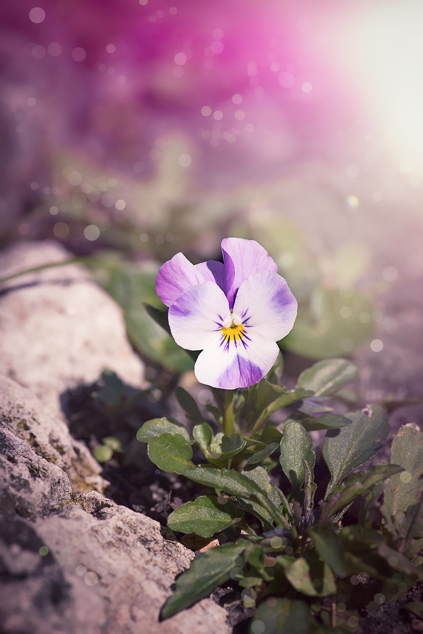 violet pansy blossom free photo