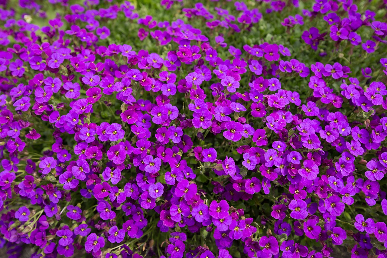 violet flowers nature free photo