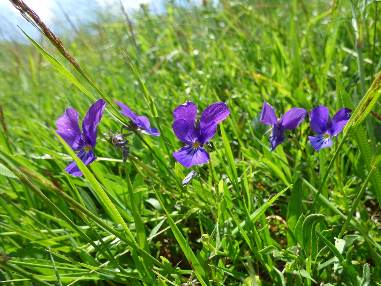 violet flower pridoda free photo