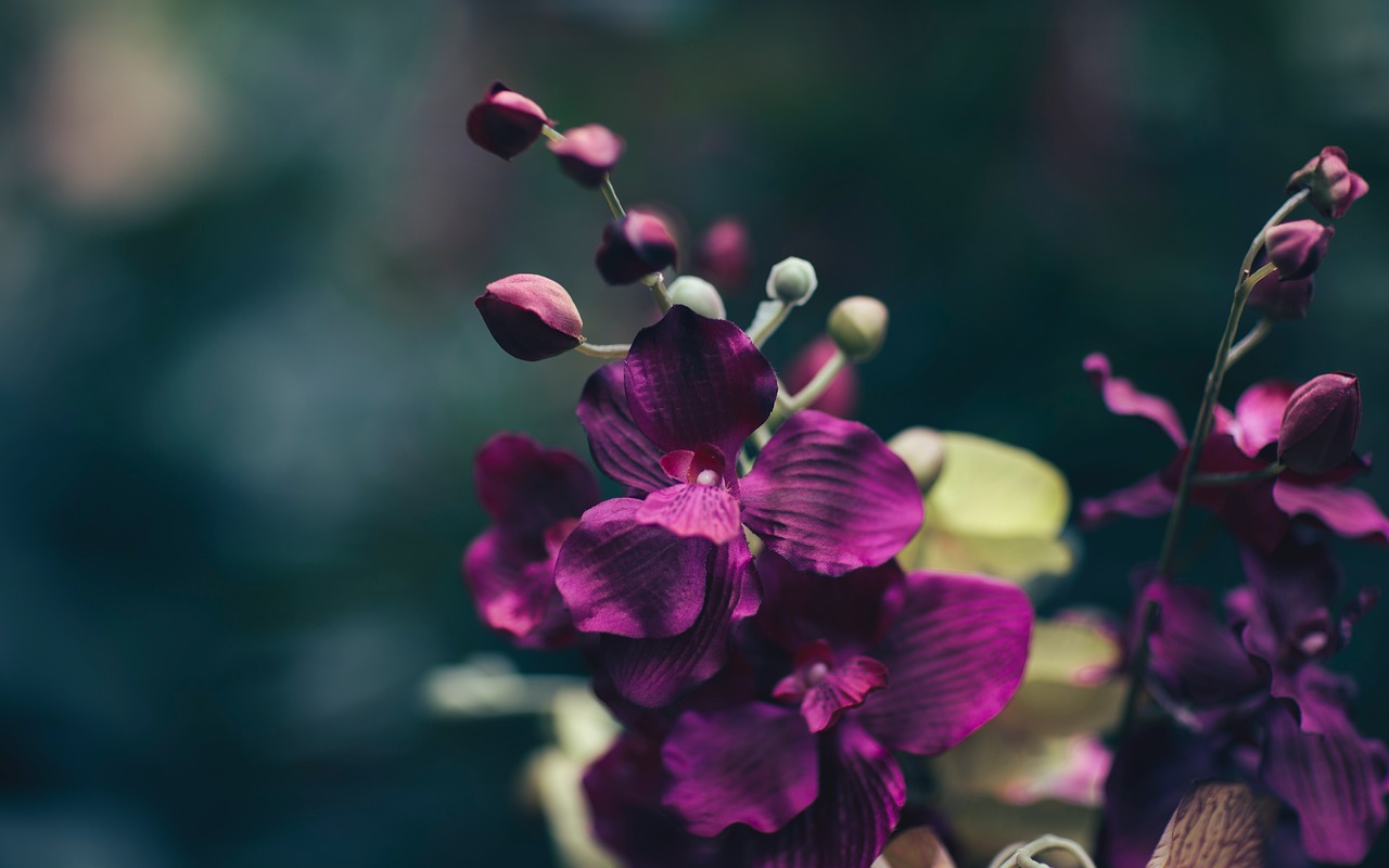 violet petal flower free photo