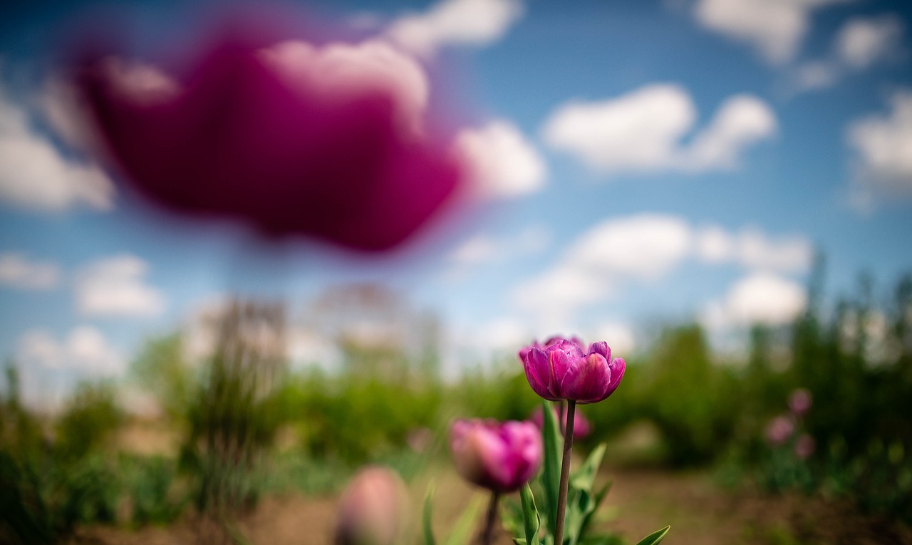 violet purple flower free photo