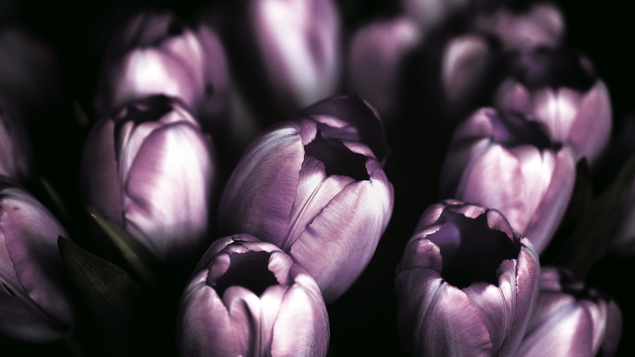 violet tulips flower free photo