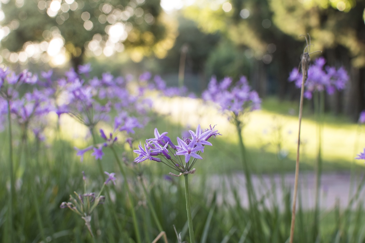 violet garden nature free photo