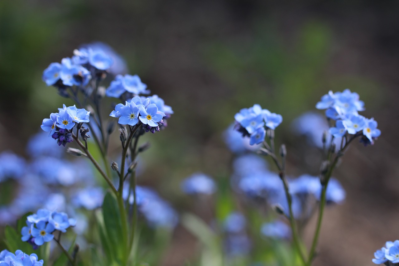 Лютик голубой полевой цветок
