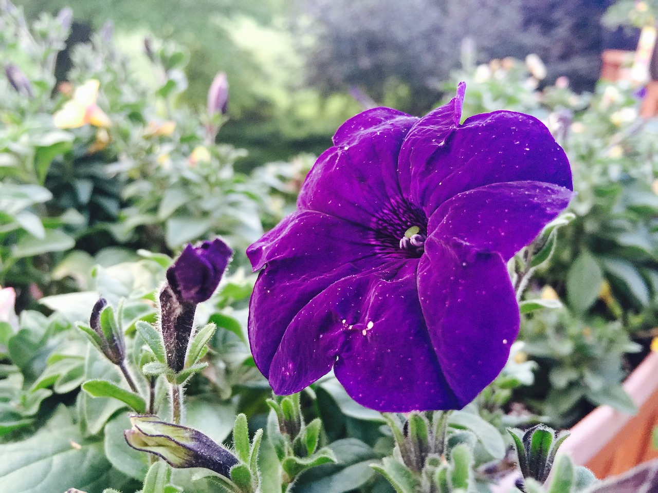 violet flower close up free photo