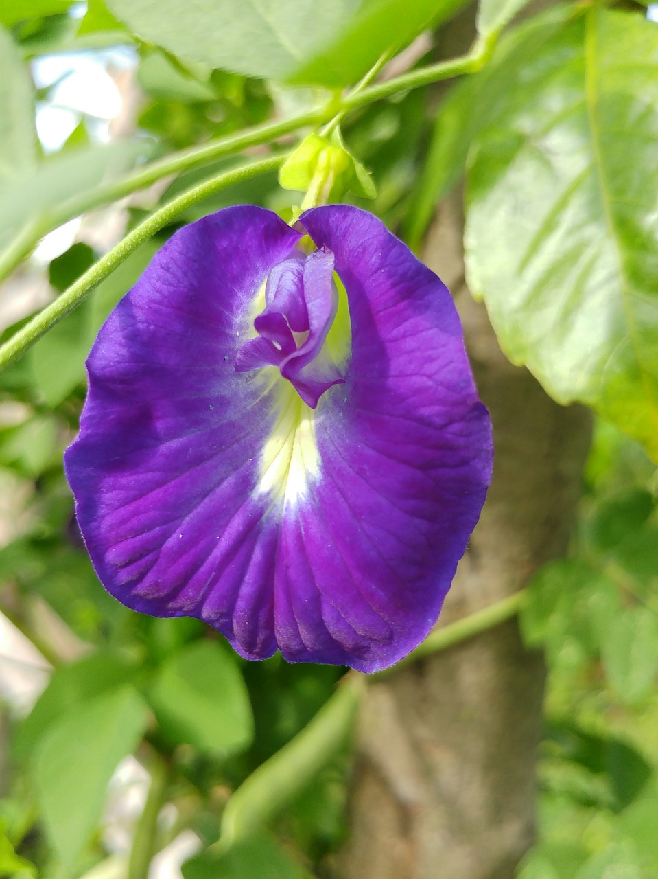 violet flower plant free photo