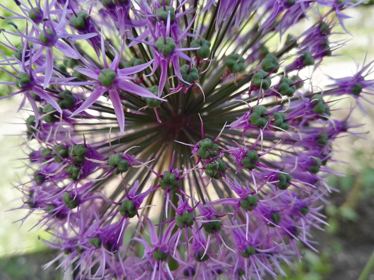 violet flower nature free photo