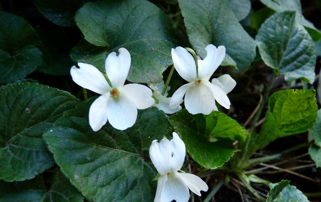 violet white plant free photo