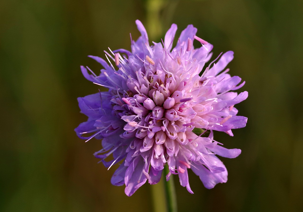 violet single flower free photo