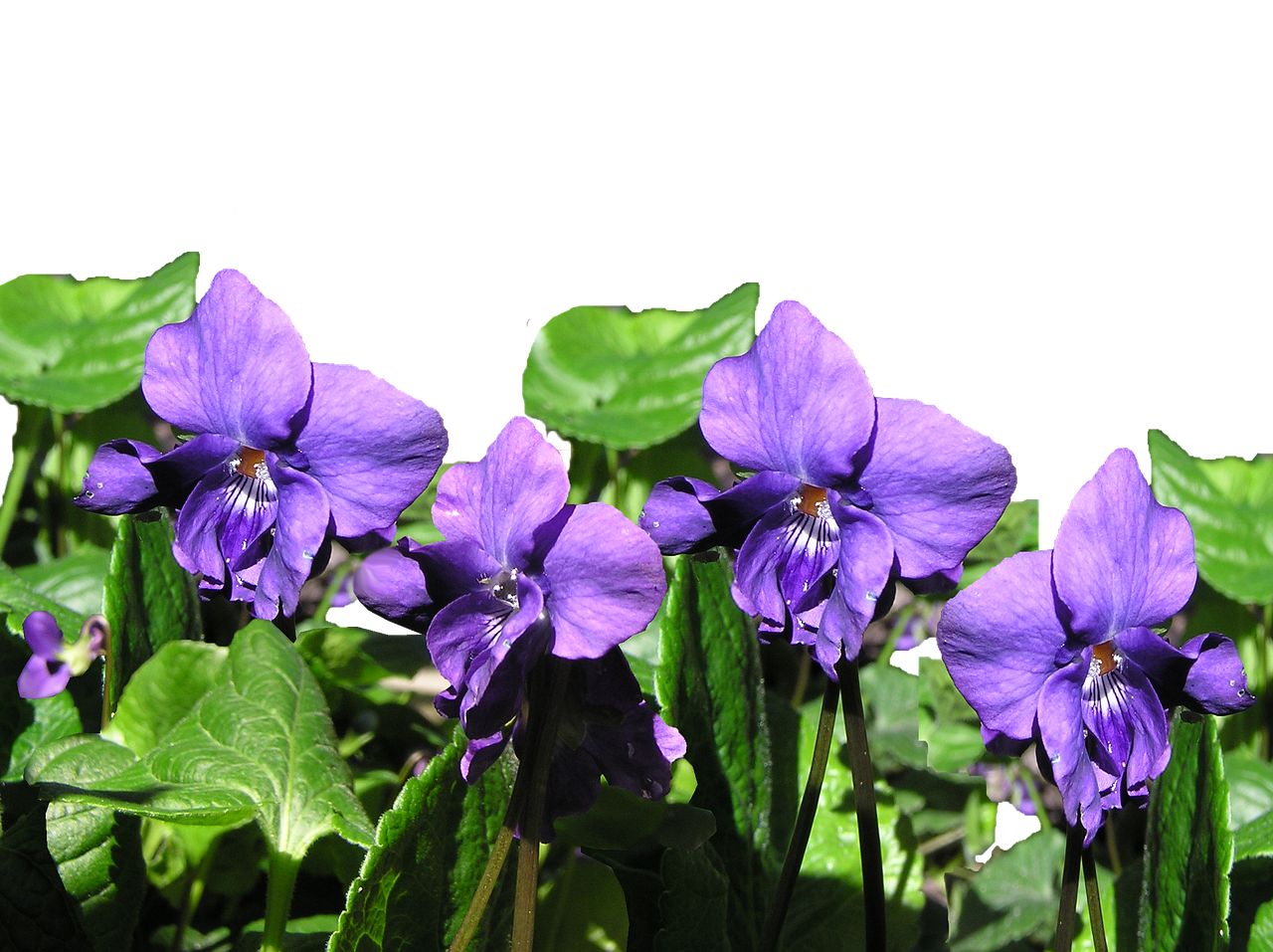 violet flowers plant free photo