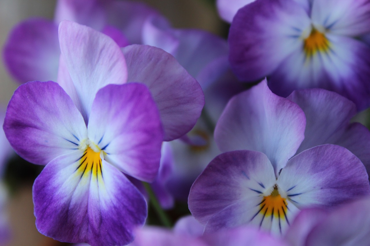 violet flower spring free photo