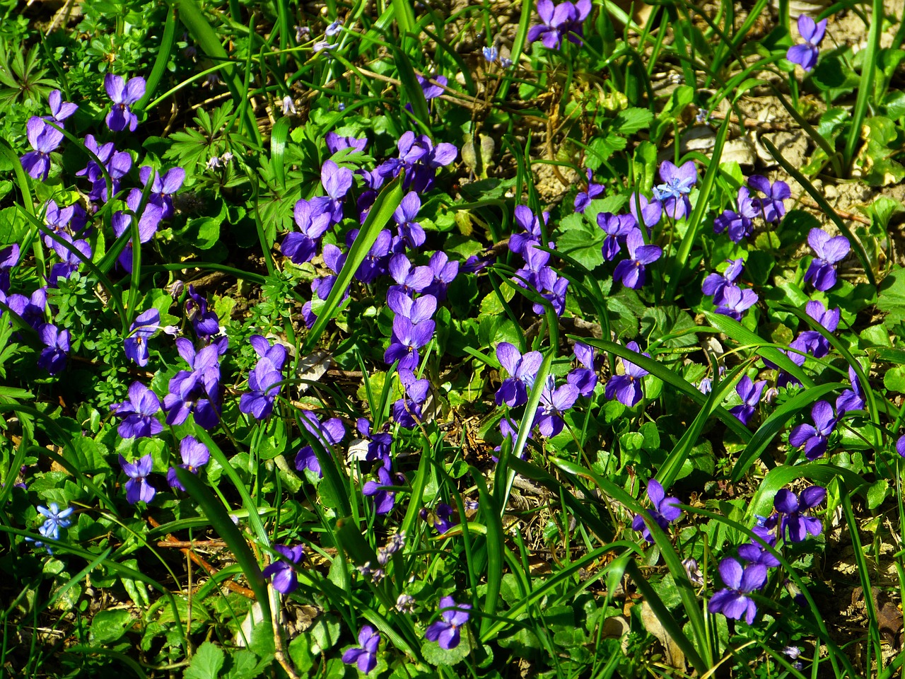 violet viola purple free photo