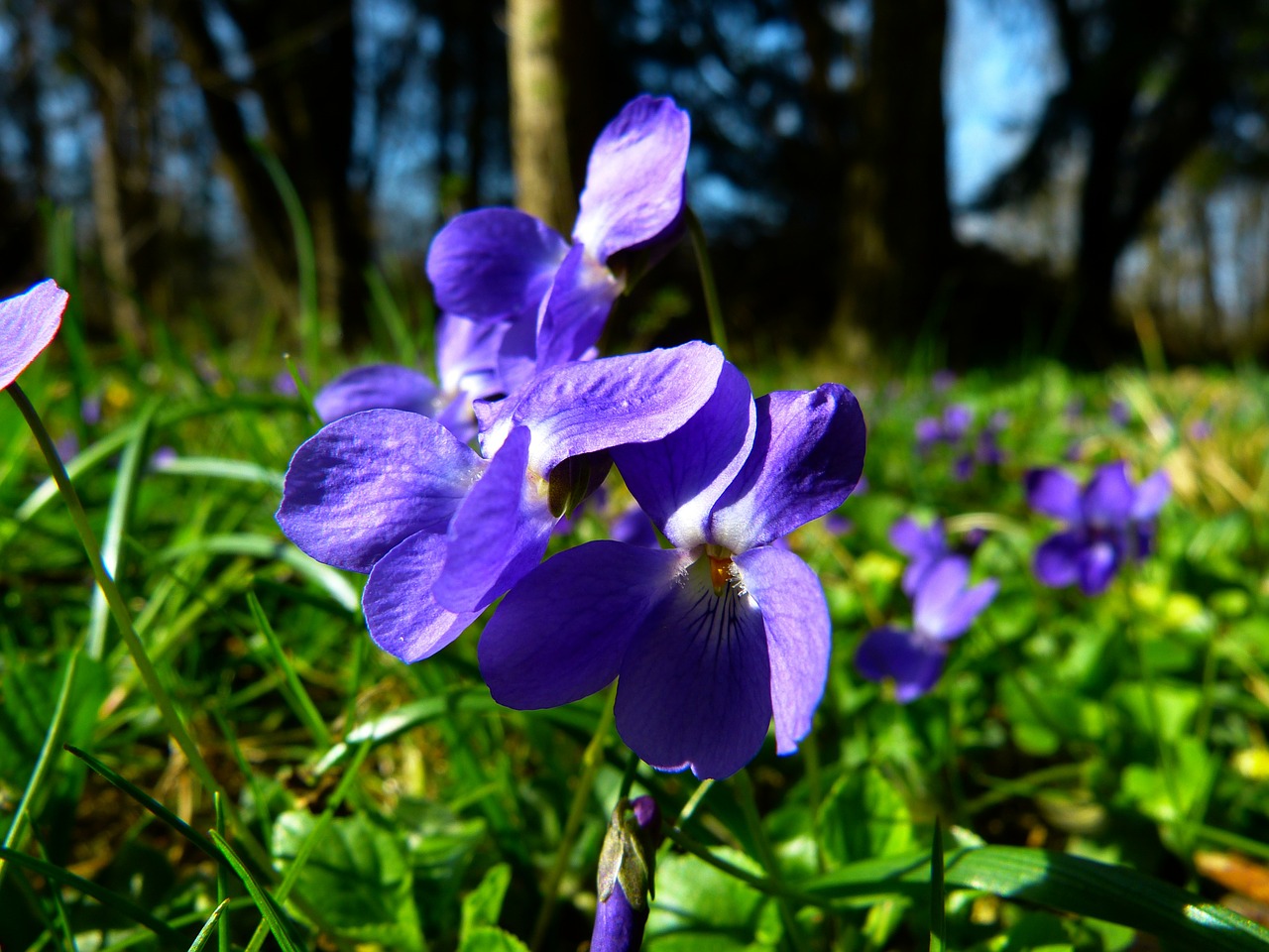 violet viola purple free photo