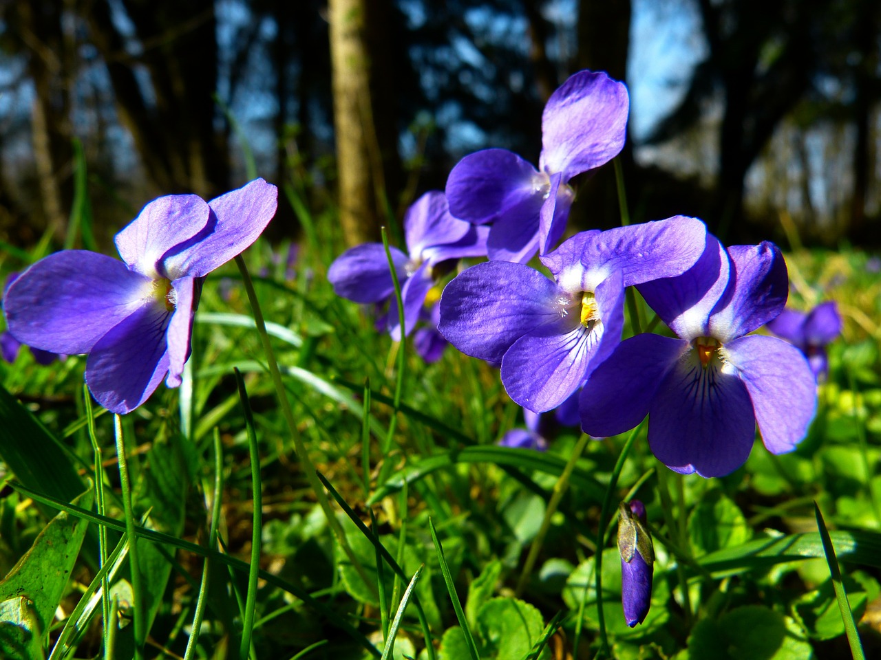 violet viola purple free photo