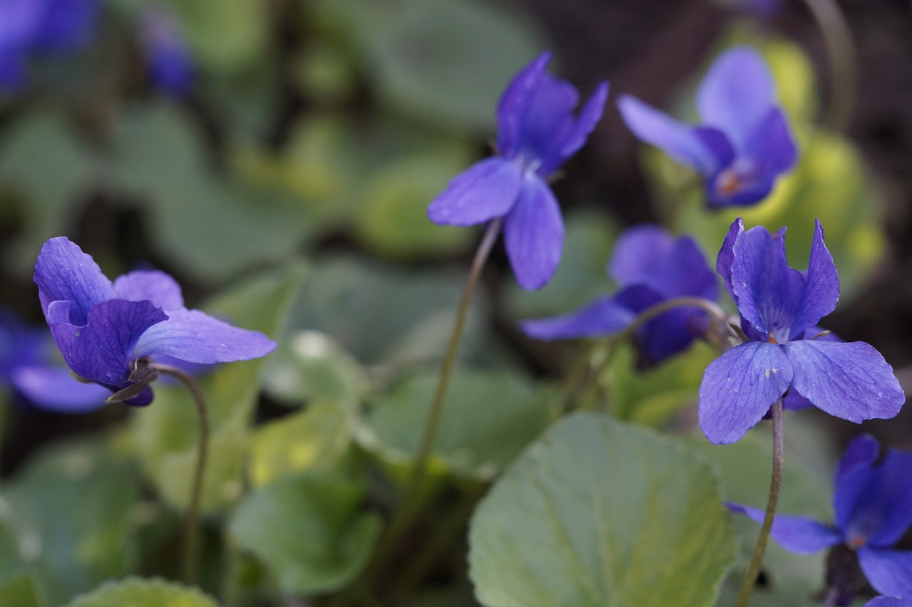 violet flowers plant free photo