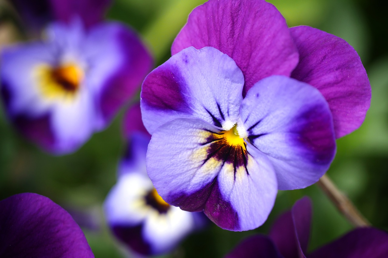 violet flower nature free photo