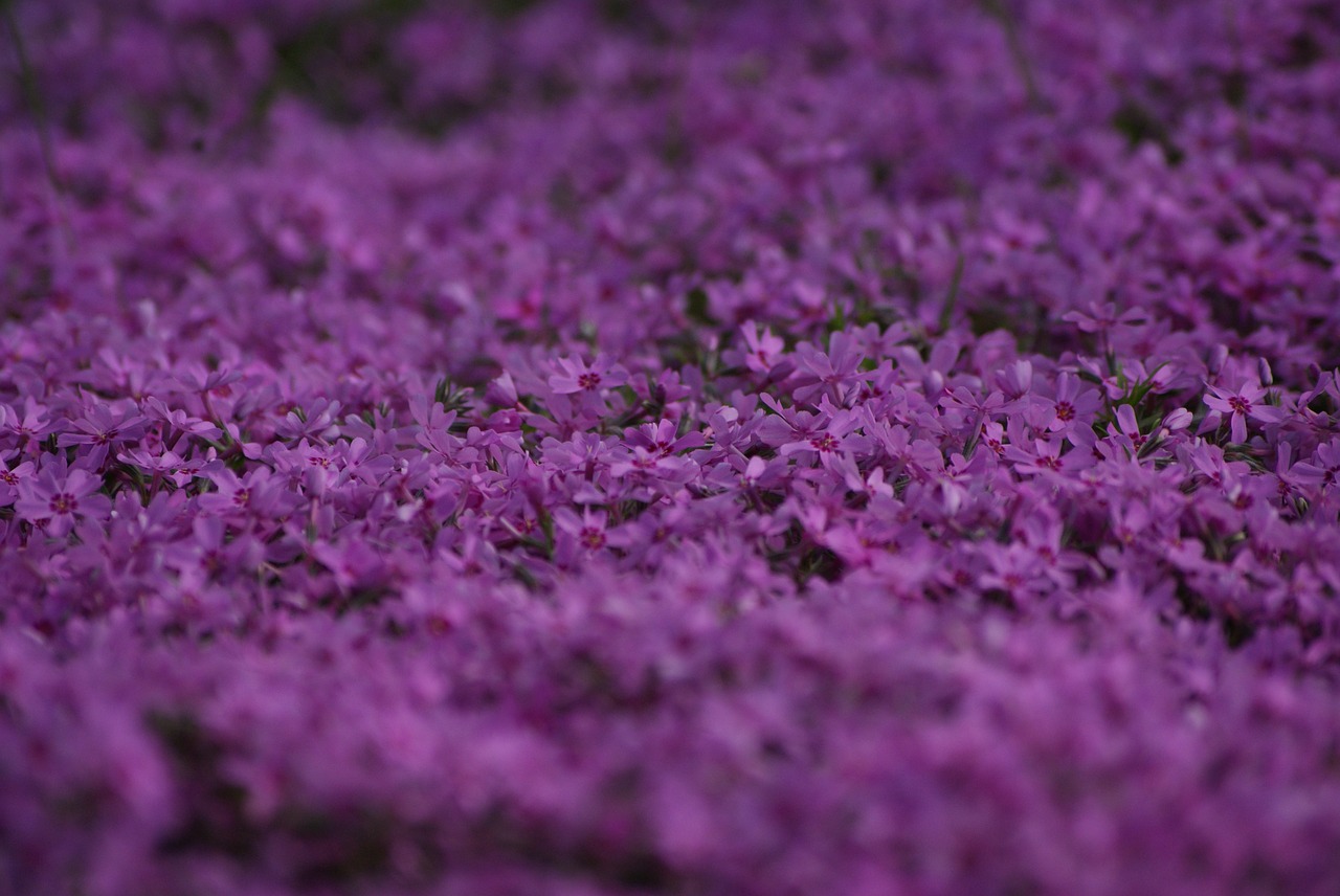 violet flowers flower free photo