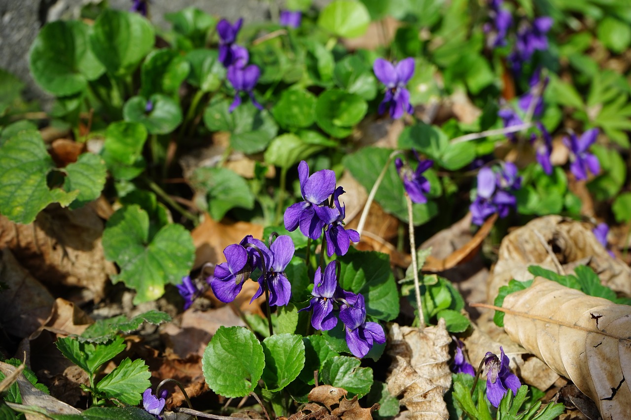 scented violets viola odorata march violets free photo