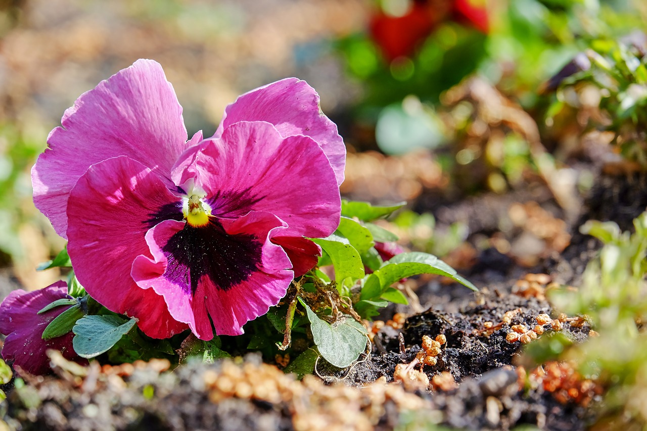 violet pansy plant free photo