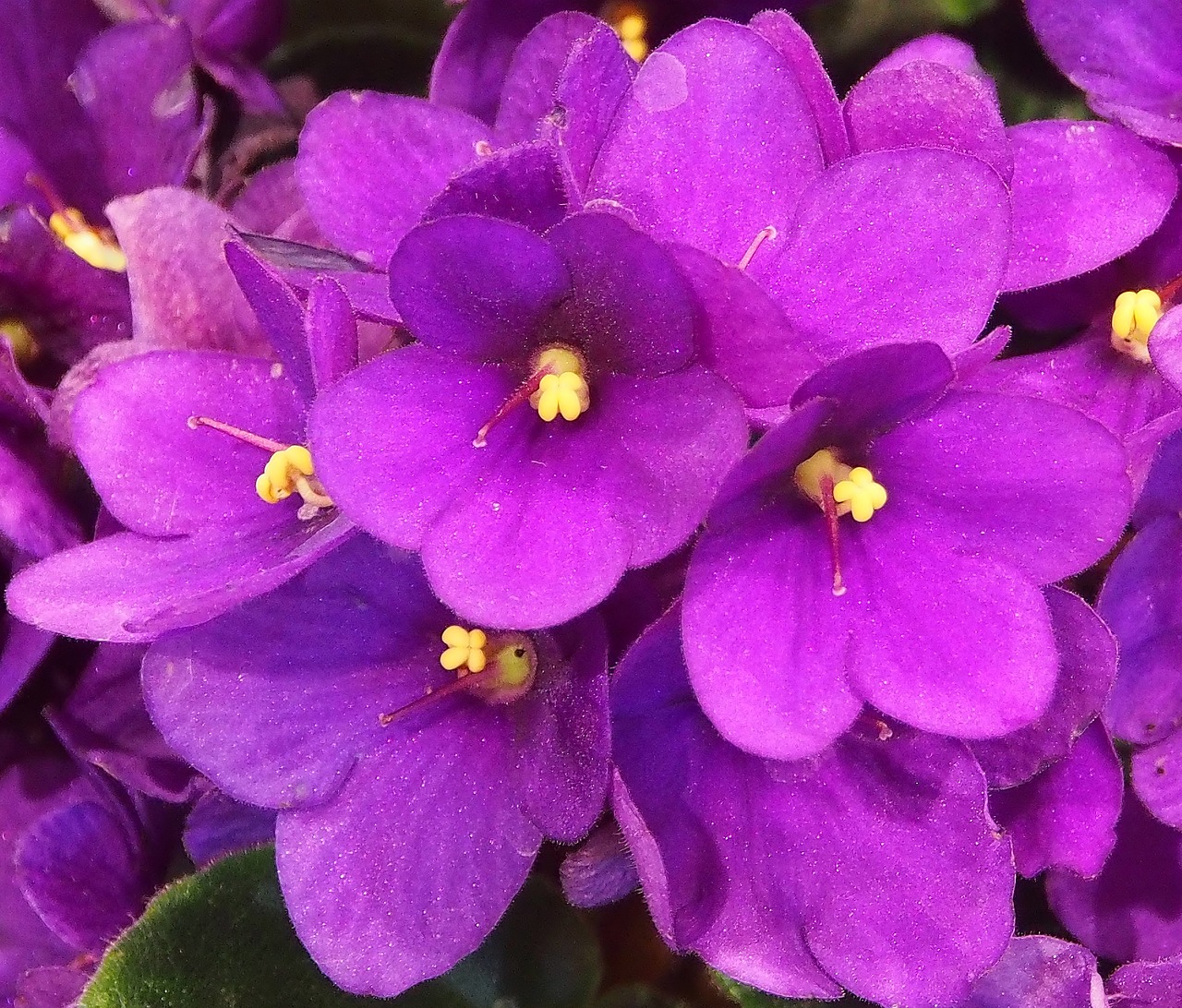 violet flower sticks purple free photo