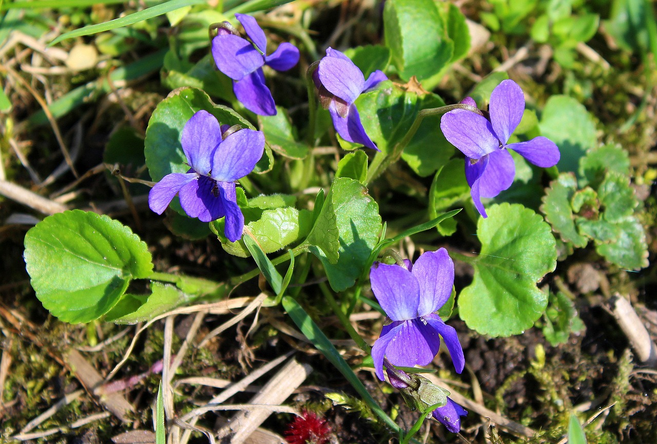violet  spring flowers  april free photo