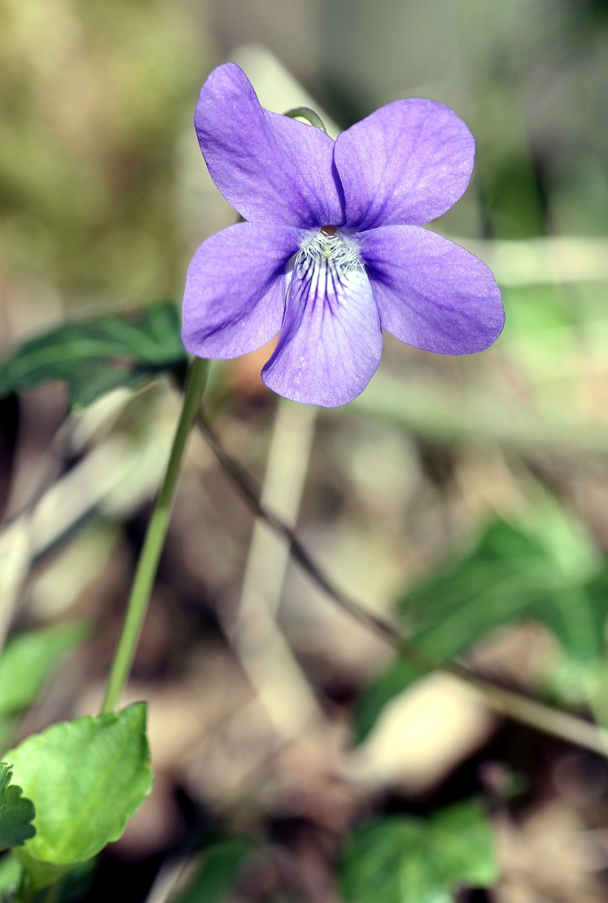 violet  nature  plant free photo