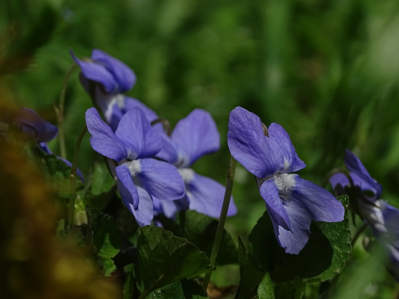 violet  in the grass  macro free photo