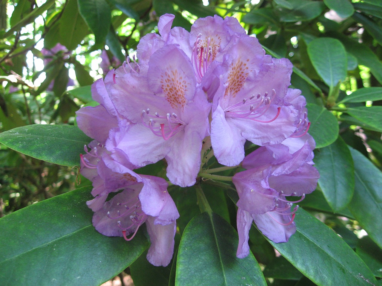 violet  flowers  plant free photo