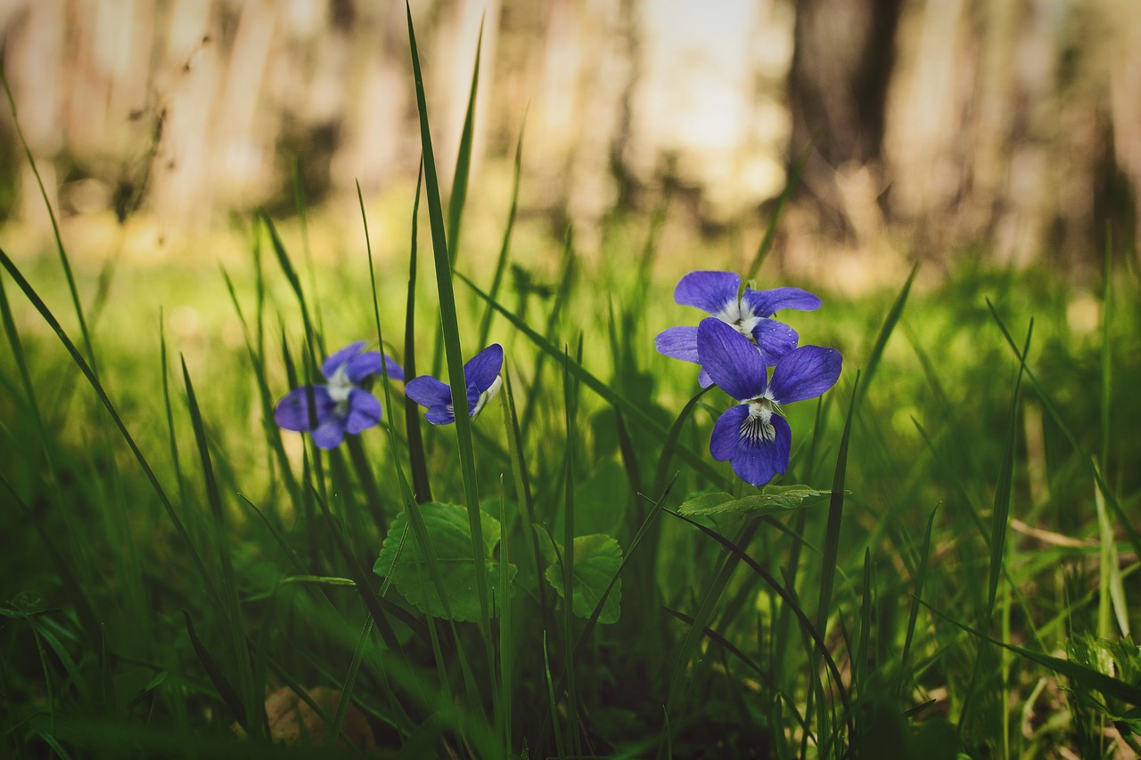 violet  forest  flower free photo