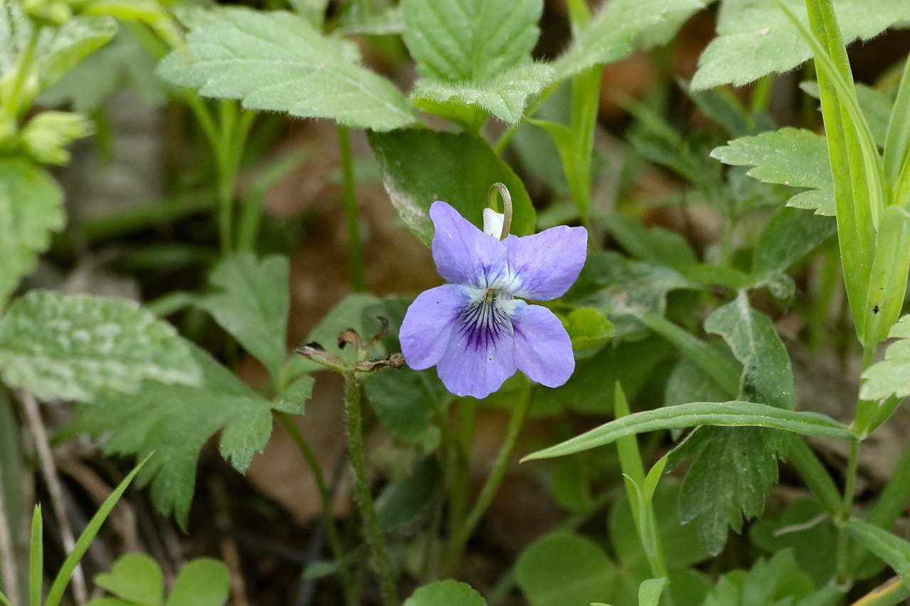 violet  forest  flowers free photo