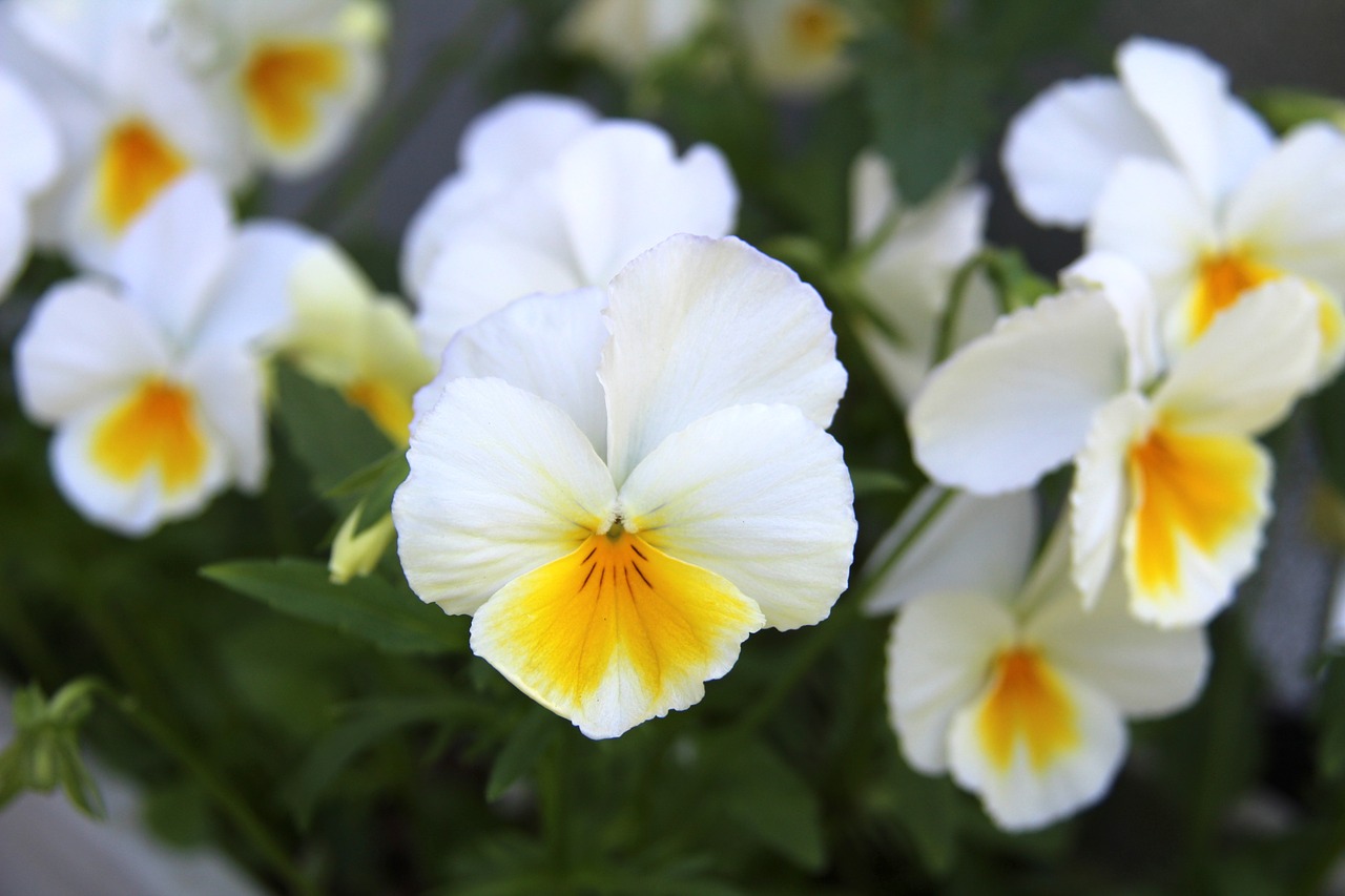 violet  flower  plant free photo