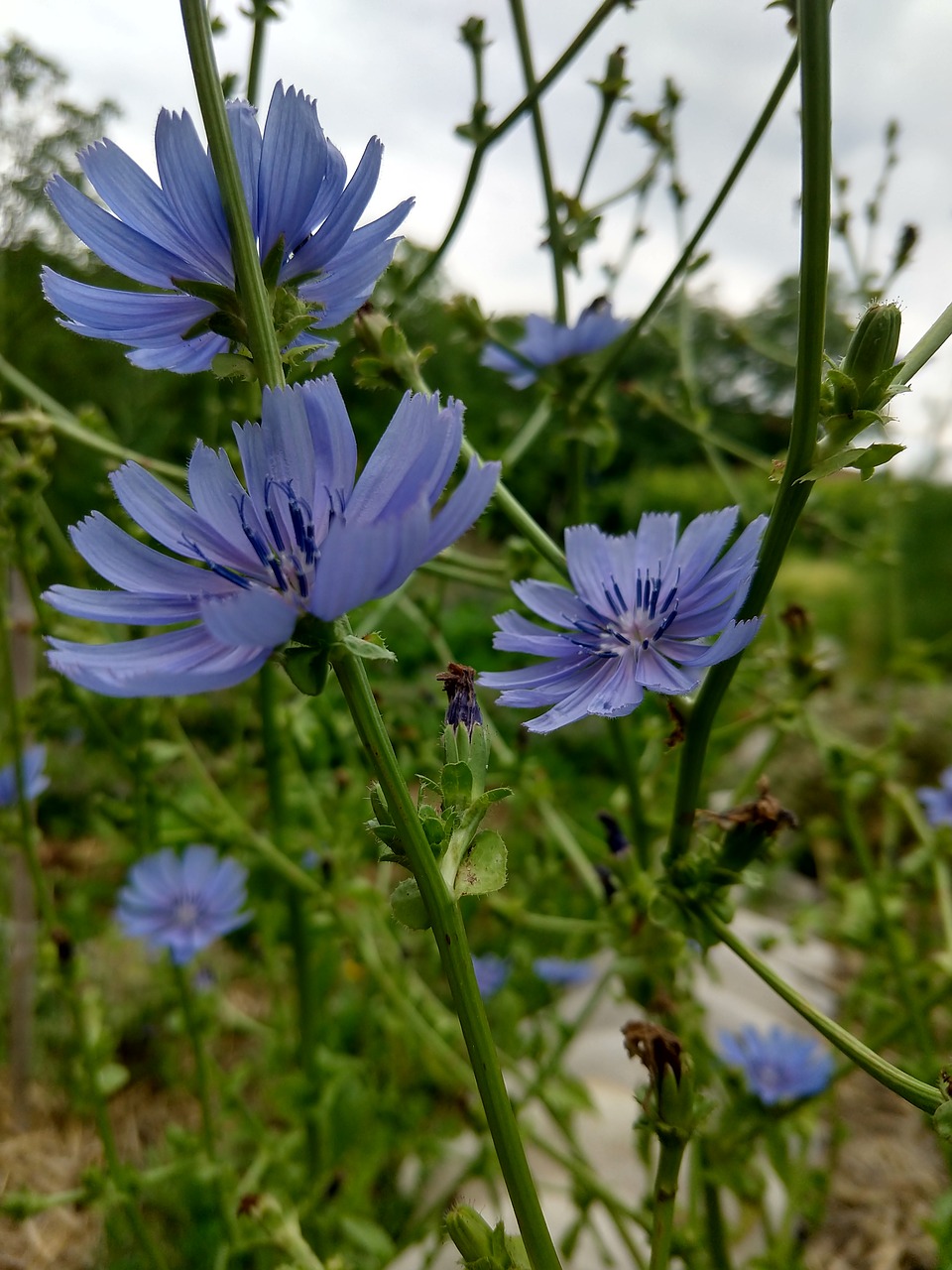 violet  flower  garden free photo