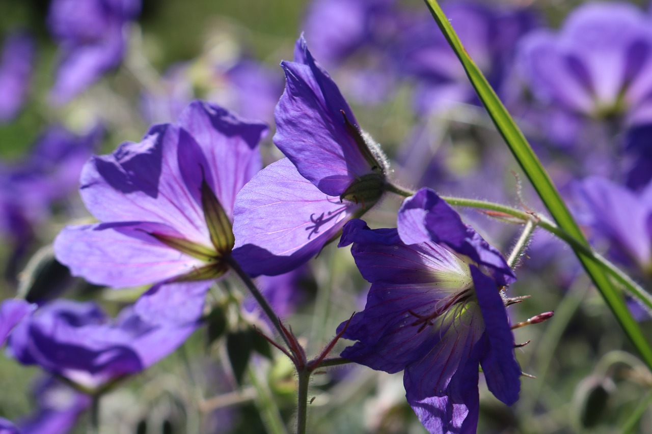 violet  flower  plant free photo