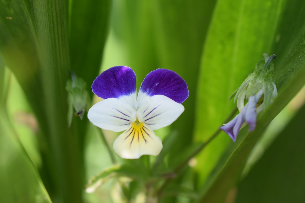 violet  summer  flower free photo