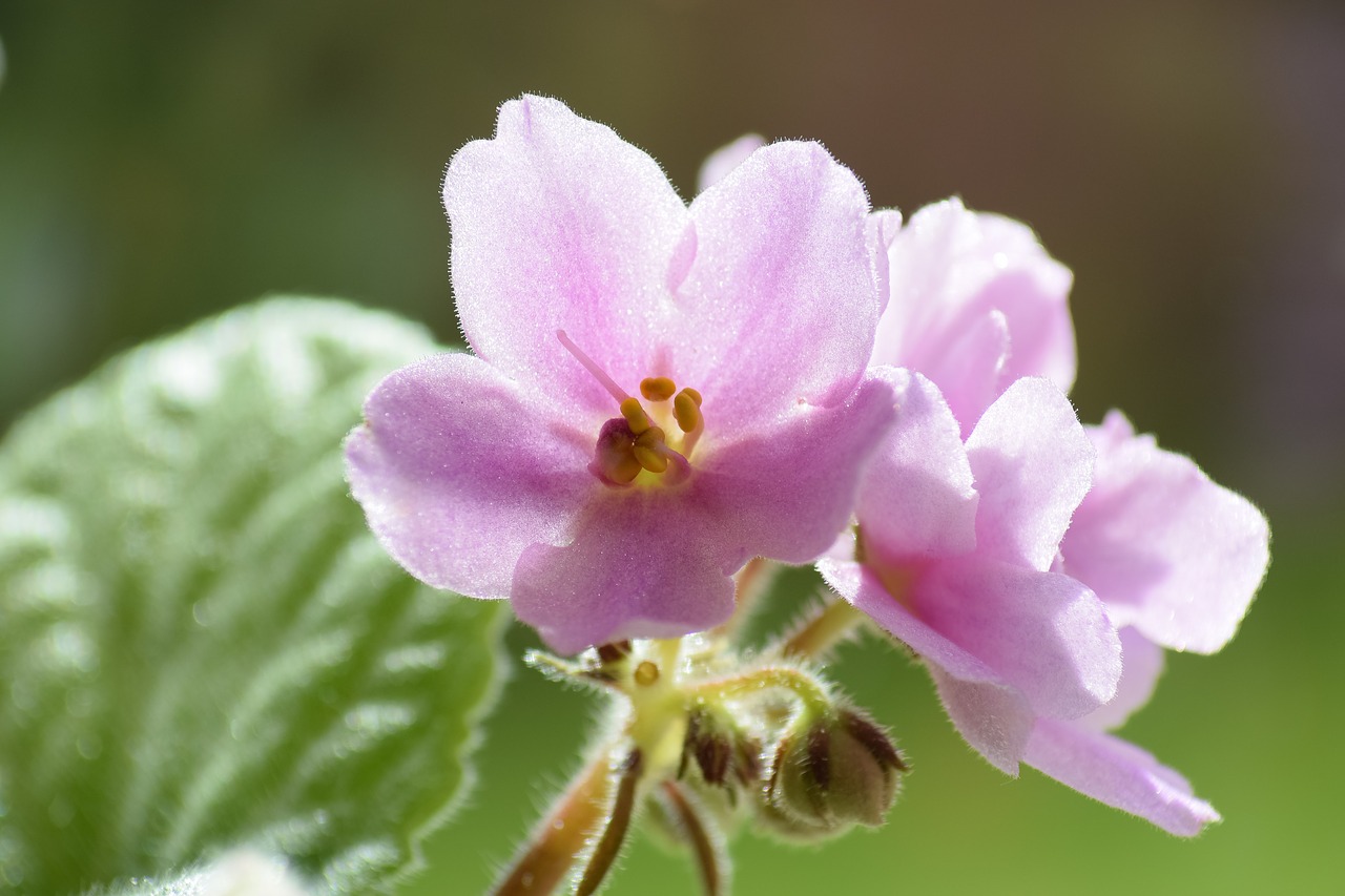 violet  flower  summer free photo