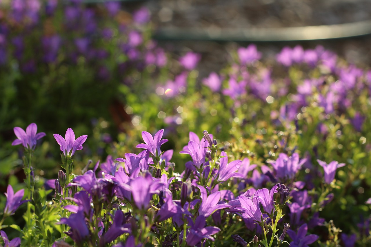 violet  plant  flower free photo